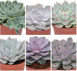 Set piante grasse con vaso diam. 12 cm