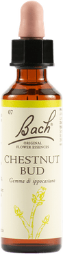 Chestnut Bud Bach Original 20 ml