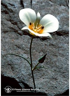 Essenza Singola Californiana Fes Mariposa Lily (Calochortus Leichtlinii) 7,4 ml