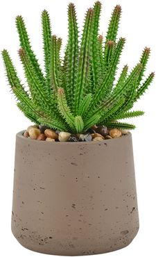 Creative Displays Green Peanut Succulent In A Brown Pot