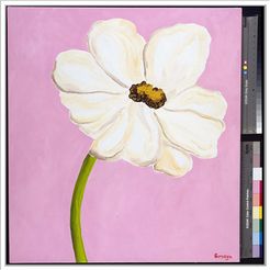 Jonathan Bass Studio "White Cosmos On Pink" Canvas Print