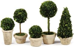 Napa Home and Garden Set of 5 Topiaries Potted