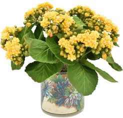 Creative Displays Kalanchoe in Glass Planter