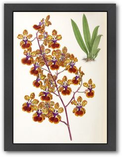 Fitch Orchid Oncidium Haematochilum by New York Botanical Garden