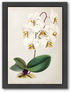 Fitch Orchid Phalaenopsis Stuartiana Nobilis by New York Botanical Garden