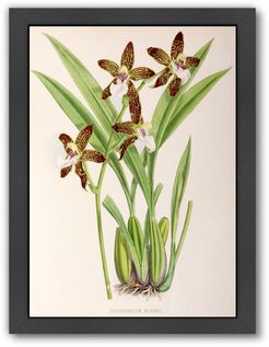Fitch Orchid Zygopetalum Burkei by New York Botanical Garden