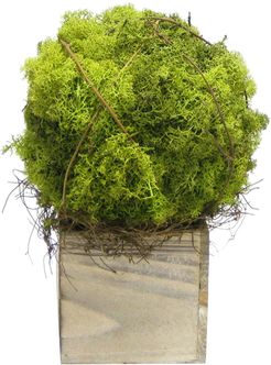 Reindeer Moss Topiary Large Ball in Wooden Cube Container