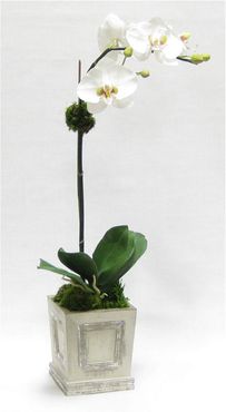 Artificial Orchid in Small Wooden Square Container