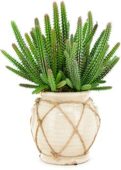 Spike Cactus in Cream Ceramic Pot