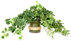 Creative Displays Green,White Ivy in Glass Vase