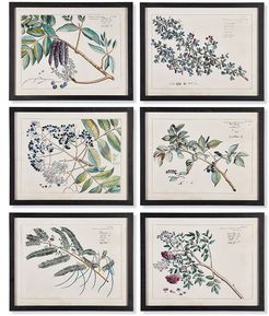 Napa Home and Garden Set of 6 Berry Branch Botanical Study
