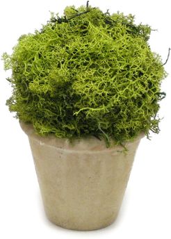 Bougainvillea Reindeer Moss Topiary Ball Ceramic Container