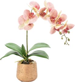 Creative Displays Orchid Over Water in Round Planter