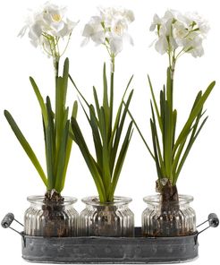 D&W Silks Paperwhite Bulbs in Glass Jars Set On Oval Metal Tray