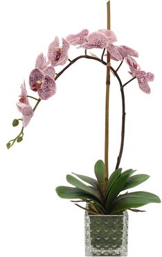 Orchids In Vase