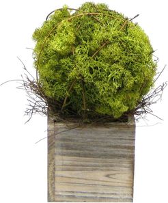 Reindeer Moss Topiary Medium Ball in Wooden Cube Container