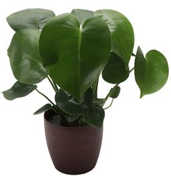 Thorsen's Greenhouse Philodendron Monstera in Copper Pot