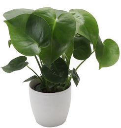Thorsen's Greenhouse Philodendron Monstera in White Pot