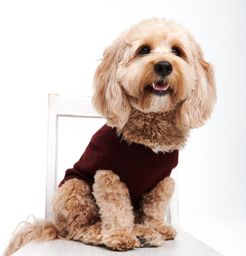 Cashmere Holiday Dog Sweater in Merlot