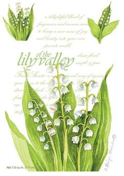 Maxi Busta Profumata Lily Of The Valley Detersivi e prodotti pulizia 115 ml unisex