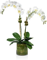 Phalaenopsis Faux Floral Orchids Bowl