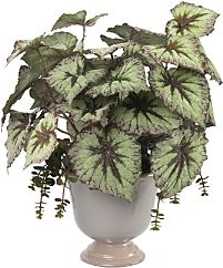 Begonia Plant with Succulents Faux Greenery