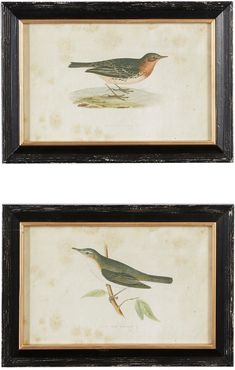 Willow Row Large Vintage Style Pipit And Warbler Bird Illustrations In Rectangular - Black Frames With Gold Trim - Set of 2 at N