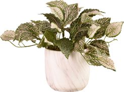 Potted Fittonia Planter Decoration