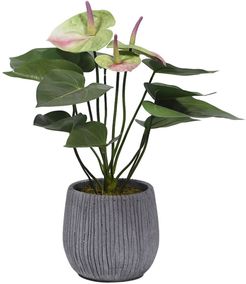 Anthurium Planter Decoration