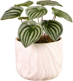 Potted Peperomia Planter Decoration