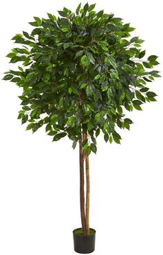 NEARLY NATURAL Green 6.5ft. Ficus Artificial Tree at Nordstrom Rack