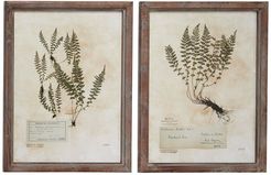 Willow Row Large - Rectangular French Vintage Botanical Prints In Natural Wood Frames - Set of 2 at Nordstrom Rack