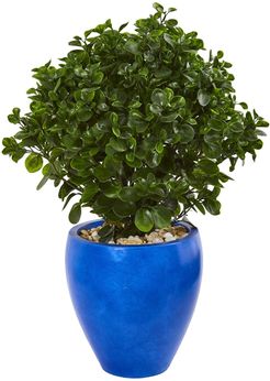 NEARLY NATURAL 32" Peperomia Artificial Plant in Blue Planter UV Resistant at Nordstrom Rack