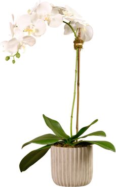 Orchid Fluted Planter Decoration