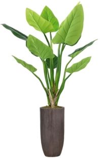 62.25" Philodendron Erubescens Green Emerald in Resin Planter