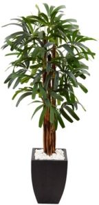 5.5' Raphis Palm Artificial Tree in Black Planter