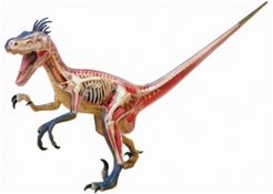 4D Vision Velociraptor Anatomy Model