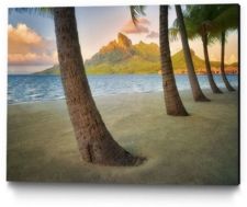 14" x 11" Palm Island Museum Mounted Canvas Print