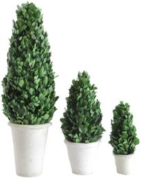 Cone Topiary in Clay Pot