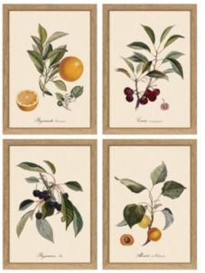 Set of 4 Botanical Fruit 6" x 8" Wall Art Designed by Henrik Dybdahl (easel frame can hang or stand) - Oakwood/Paper/Glass