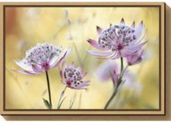 Astrantia Major by Mandy Disher Canvas Framed Art