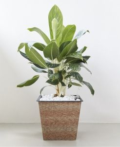 Hatteras Thin Square Wicker Smart Self-Watering Planter