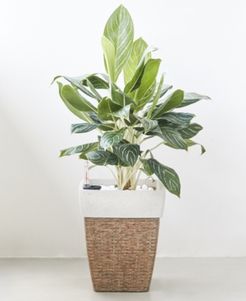 Martha Square Wicker Smart Self-Watering Planter