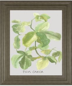 Ficus Carica by Katrien Soeffers Framed Print Wall Art, 22" x 26"