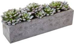 Succulent Garden w/Textured Concrete Planter