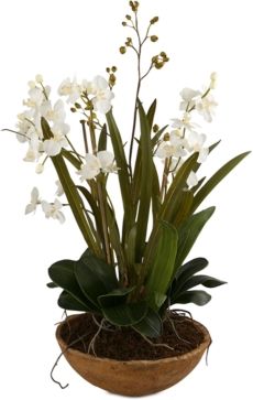 Moth Orchid Planter