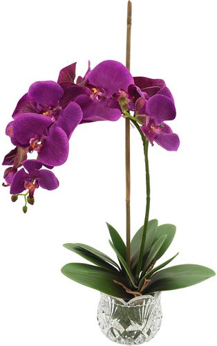 Orchids In Vase