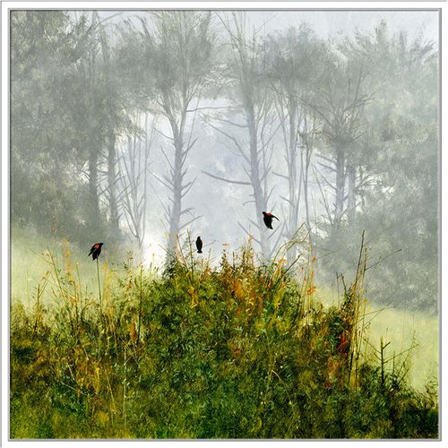 Jonathan Bass Studio Redwings in the Mist, Decorative Framed Canvas