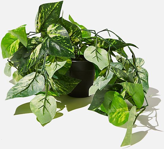 Typo - Midi Plant - Devils ivy