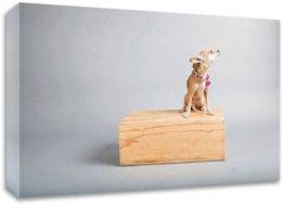 Small Dog Big World by Susan Sabo Print on Canvas, 36" x 24"